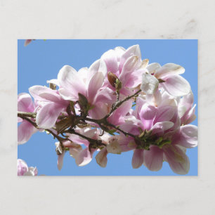 Carte Postale Magnolia blossom