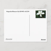 Carte Postale Magnolia Blossom (Dos)