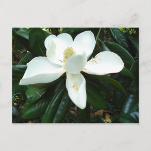 Carte Postale Magnolia Blossom