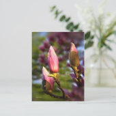 Carte Postale Magnolia Buds (Debout devant)