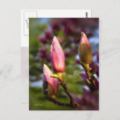 Carte Postale Magnolia Buds (Devant / Derrière)