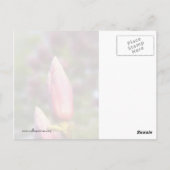 Carte Postale Magnolia Buds (Dos)