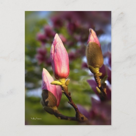 Carte Postale Magnolia Buds (Devant)