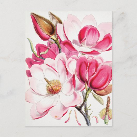 Carte Postale Magnolia de Campbell (Devant)