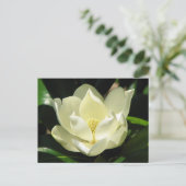 Carte Postale Magnolia du Sud (Debout devant)