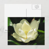 Carte Postale Magnolia du Sud (Devant / Derrière)