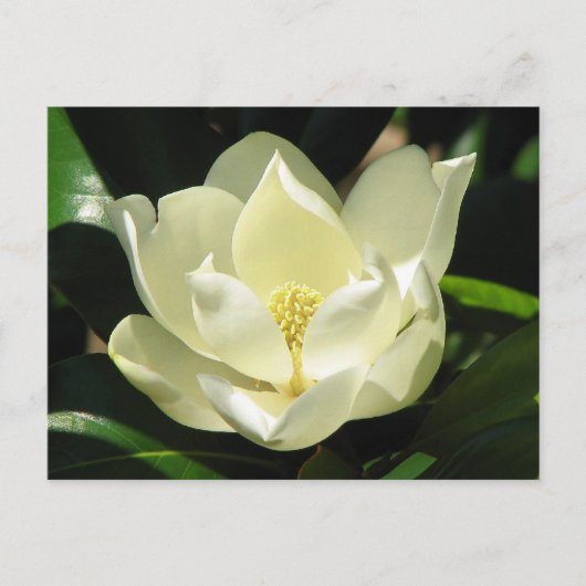 Carte Postale Magnolia du Sud (Devant)