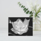 Carte Postale Magnolia du Sud (Debout devant)