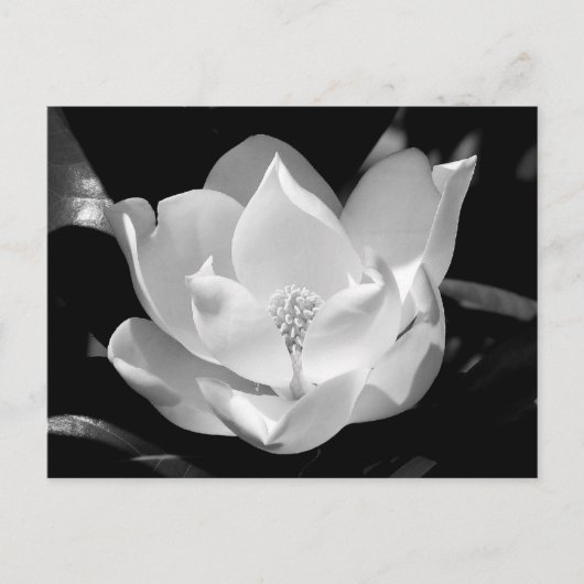 Carte Postale Magnolia du Sud (Devant)