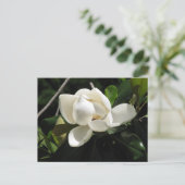 Carte Postale Magnolia du Sud (Debout devant)