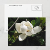 Carte Postale Magnolia du Sud (Devant / Derrière)