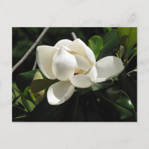 Carte Postale Magnolia du Sud