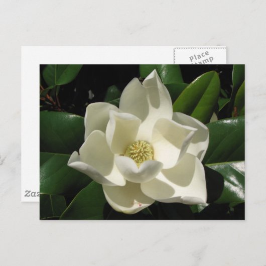 Carte Postale Magnolia du Sud (Devant / Derrière)