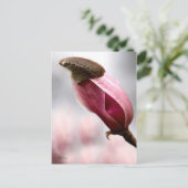 Carte Postale Magnolia écrêtée (Debout devant)