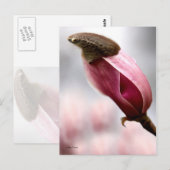 Carte Postale Magnolia écrêtée (Devant / Derrière)