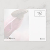 Carte Postale Magnolia écrêtée (Dos)