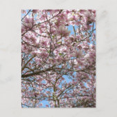 Carte Postale Magnolia en avril (Devant)