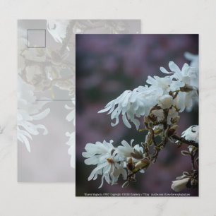 Carte Postale Magnolia étoilé 5780