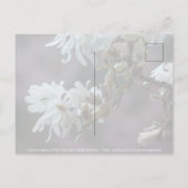 Carte Postale Magnolia étoilé 5780 (Dos)