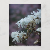 Carte Postale Magnolia étoilé 5780 (Devant)