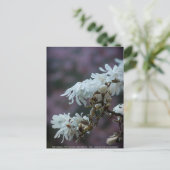Carte Postale Magnolia étoilé 5780 (Debout devant)