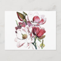 Magnolia Fleur asiatique Vintage vieille illustrat