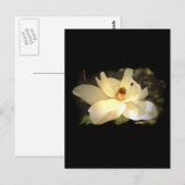 Carte Postale Magnolia florissante (Devant / Derrière)