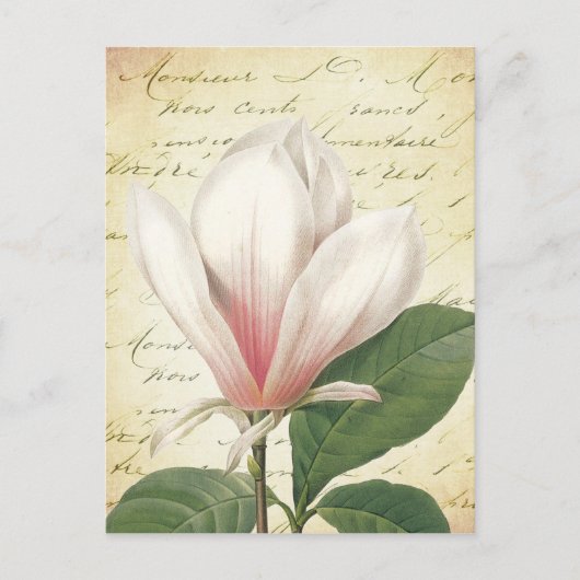 Carte Postale Magnolia Flower Vintage Botanique (Devant)