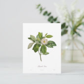 Carte Postale Magnolia glauca (Debout devant)