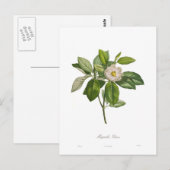 Carte Postale Magnolia glauca (Devant / Derrière)