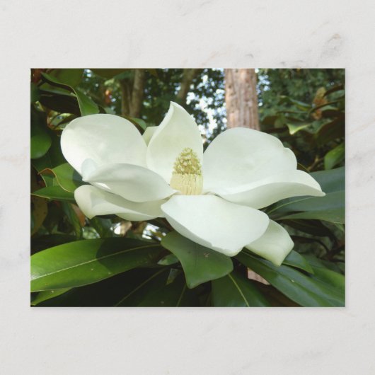 Carte postale Magnolia Grandiflora (Devant)