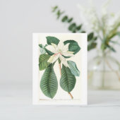 Carte Postale Magnolia III (1750-1773) (Debout devant)