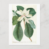 Carte Postale Magnolia III (1750-1773) (Devant)