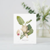Carte Postale Magnolia macrophylla (Debout devant)