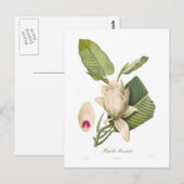 Carte Postale Magnolia macrophylla (Devant / Derrière)