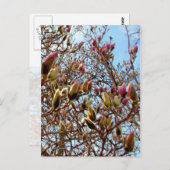 Carte Postale Magnolia Masse des bourgeons (Devant / Derrière)