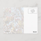 Carte Postale Magnolia Masse des bourgeons (Dos)