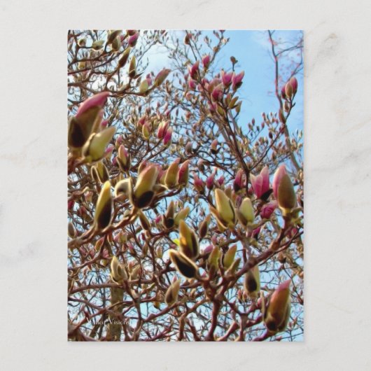 Carte Postale Magnolia Masse des bourgeons (Devant)