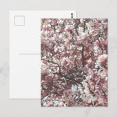 Carte Postale Magnolia rose printemps (Devant / Derrière)