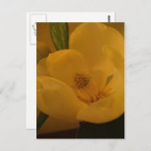 Carte postale "Magnolia Sateen" (Devant / Derrière)