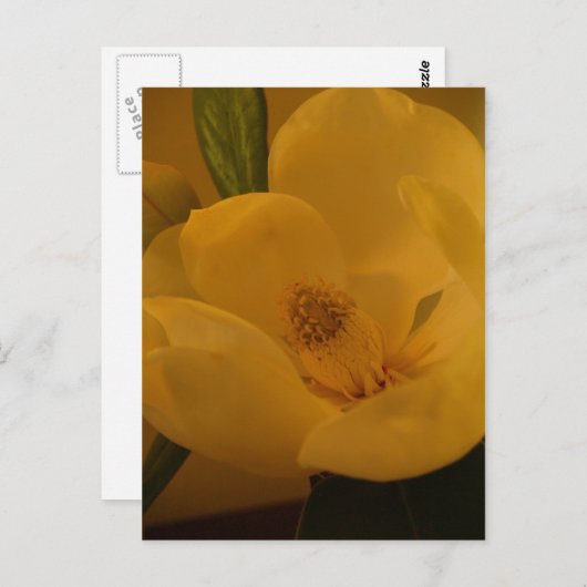 Carte postale "Magnolia Sateen" (Devant / Derrière)