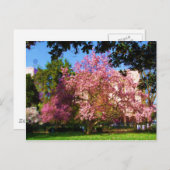 Carte postale Magnolia Tree (Devant / Derrière)