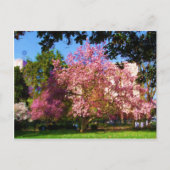 Carte postale Magnolia Tree (Devant)