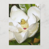 Carte Postale Magnolia White (Devant)
