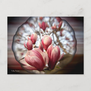 Carte Postale Magnolia Wood