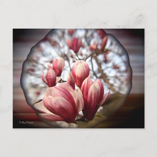 Carte Postale Magnolia Wood (Devant)
