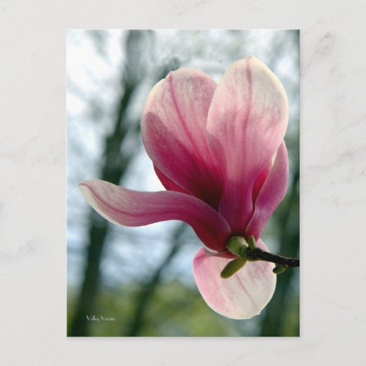 Carte Postale Magnolia Woods (Devant)