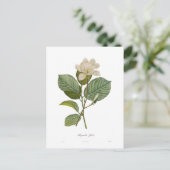 Carte Postale Magnolia yulan (Debout devant)