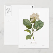 Carte Postale Magnolia yulan (Devant / Derrière)