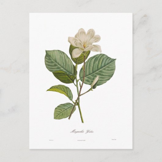 Carte Postale Magnolia yulan (Devant)